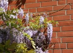 Violetter blühender Flieder an einer Hauswand in der Oberen Altstadt